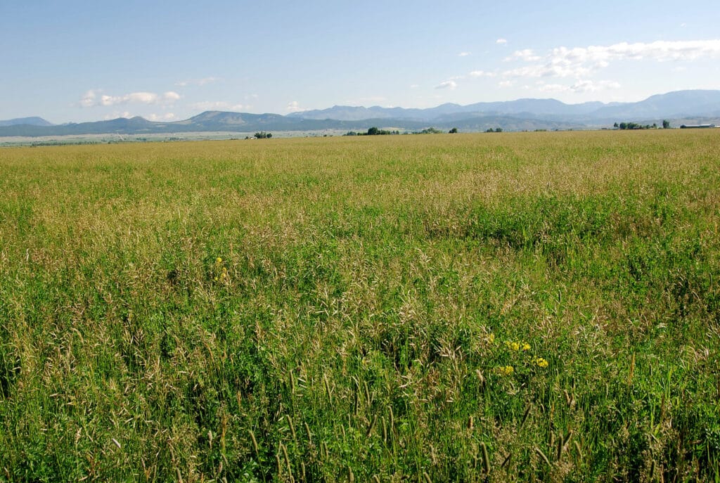 A vast, grassy field stretches toward distant mountains under a blue sky with scattered clouds. This scenic land for sale is mostly green, with patches of yellow wildflowers in the foreground—perfect for your dream ranch or hunting property.