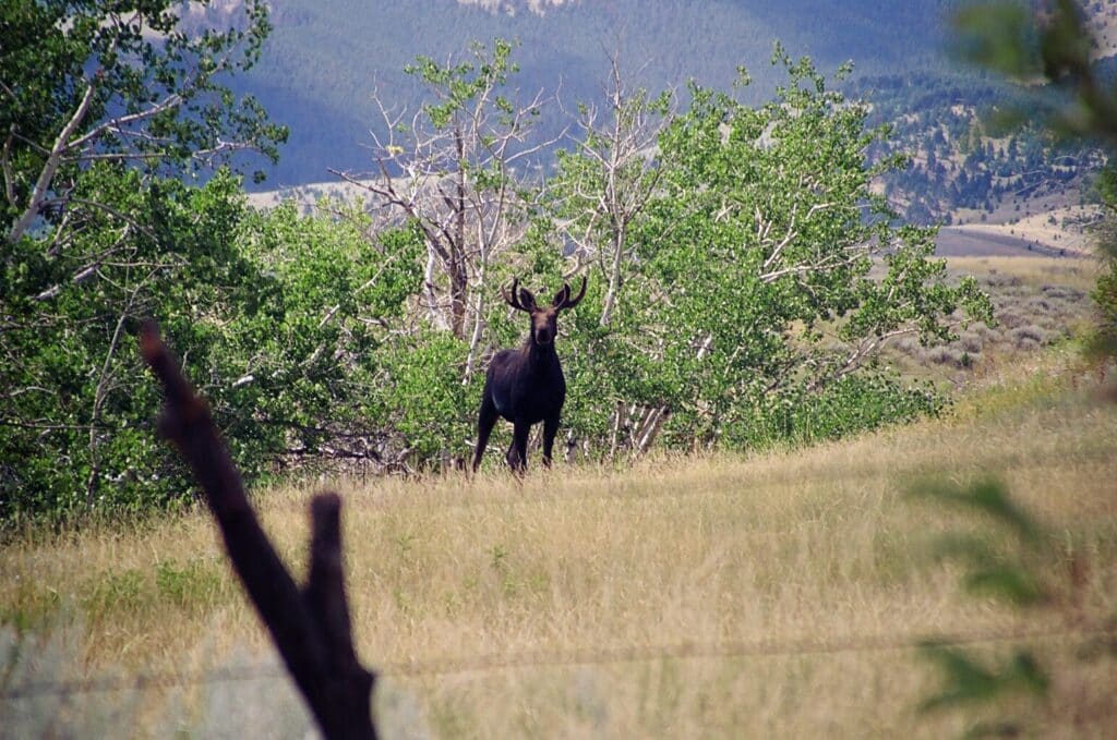 A black moose stands alone in a grassy field surrounded by green trees and distant mountains on prime recreational land, looking directly at the camera. A wooden fence is visible in the foreground.