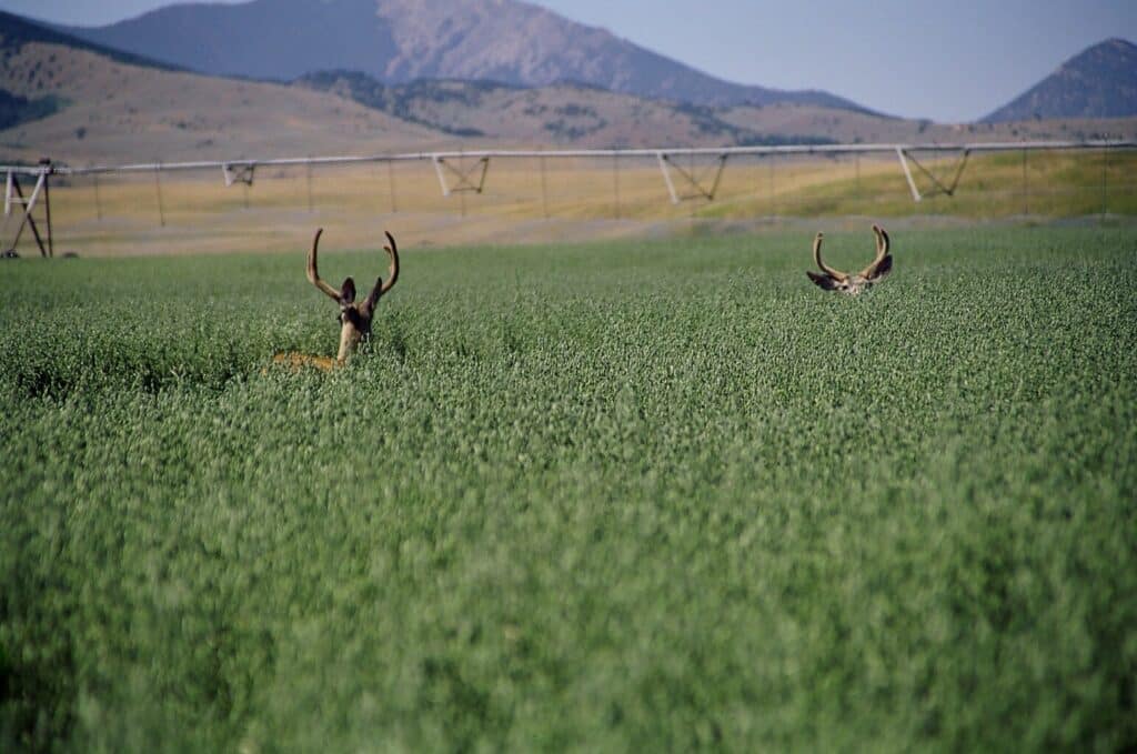 Two deer with antlers are partially visible above tall green grass in a large field, with mountains and irrigation equipment in the background under a clear sky—perfect scenery for a hunting property or ranch for sale.