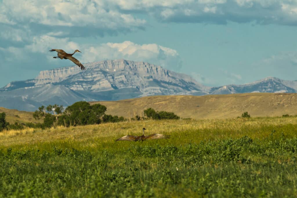 A large bird flies above a grassy field on recreational land while another bird stands with open wings; distant mountains and a partly cloudy sky form the background.