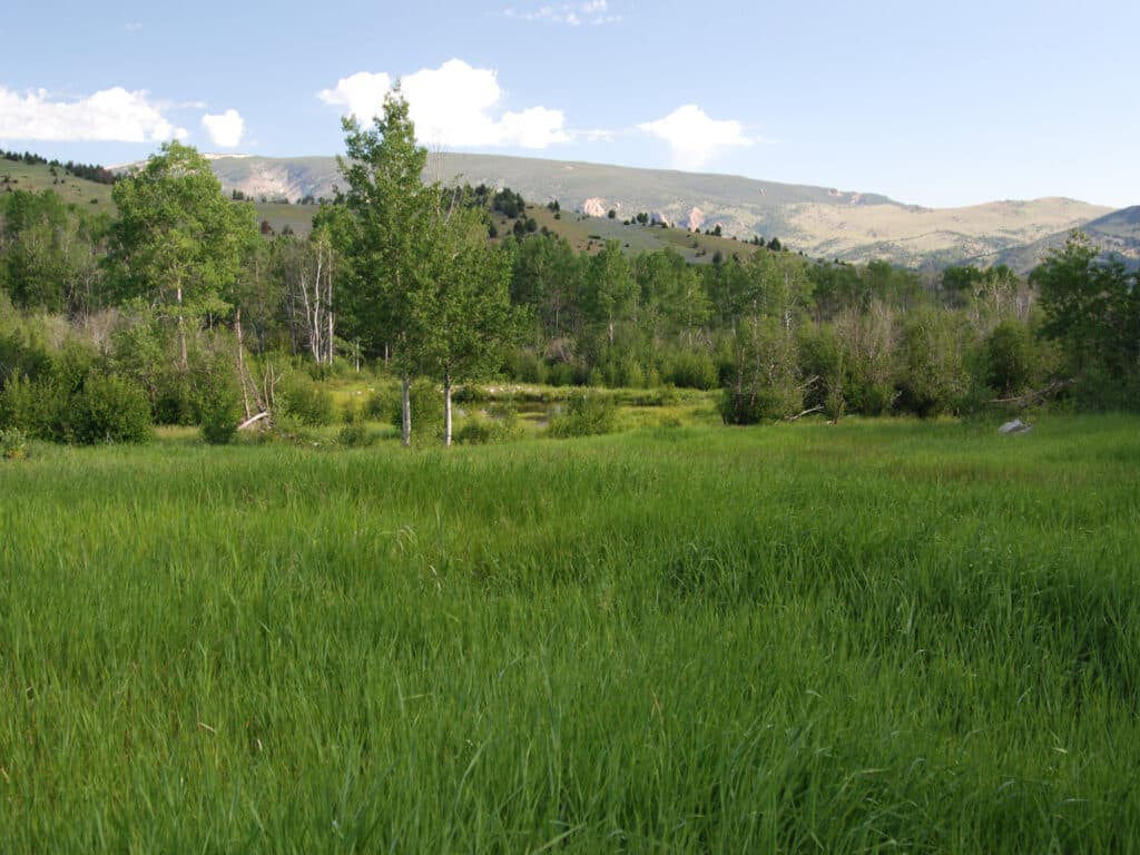 A lush green meadow with tall grass, scattered trees, and distant hills under a blue sky is surrounded by dense vegetation. Mountains rise in the background, making this an ideal recreational land or cattle ranch for sale.