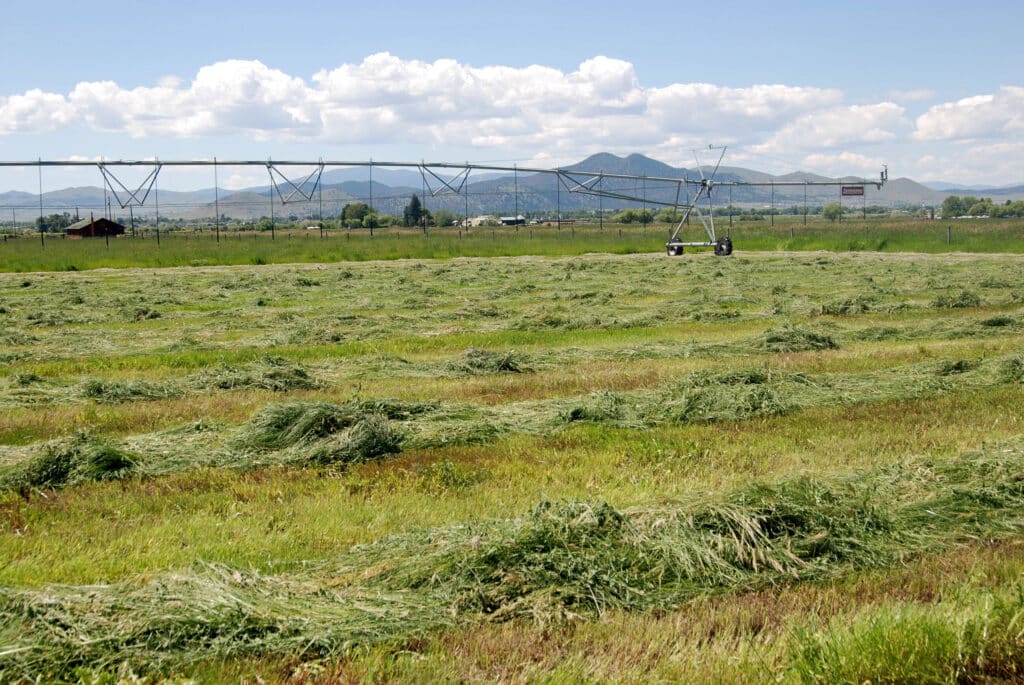 Rows of cut grass lie drying in a green field under a blue sky with scattered clouds. An irrigation system stretches across this recreational land, and mountains are visible in the background.