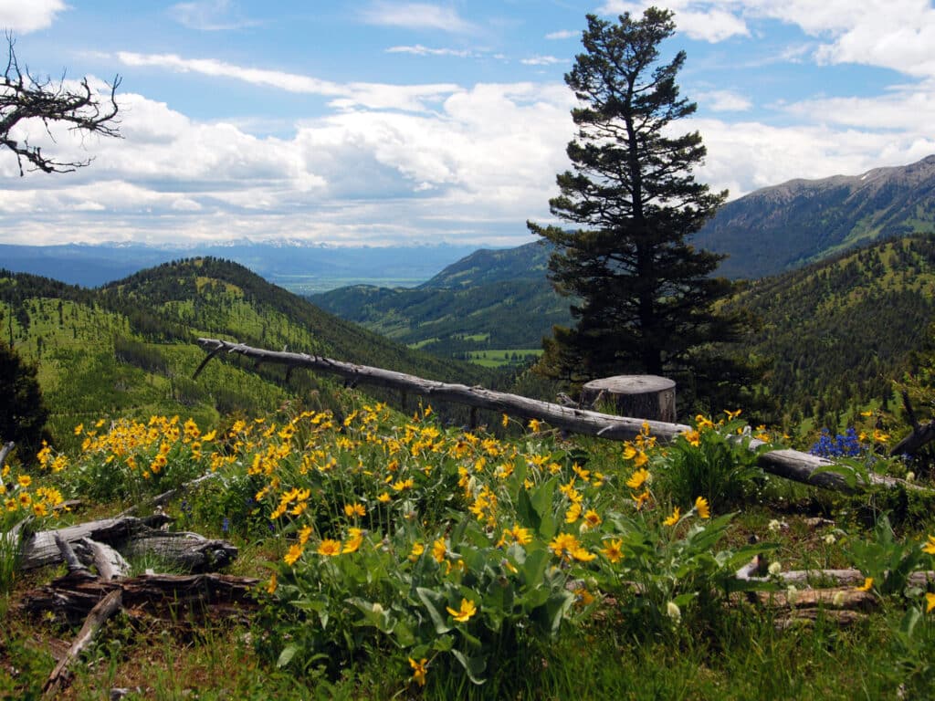 A scenic mountain landscape with yellow wildflowers in the foreground, a fallen tree, lush green hills, and a tall evergreen under a partly cloudy sky with distant mountains—ideal for hunting property or land for sale.