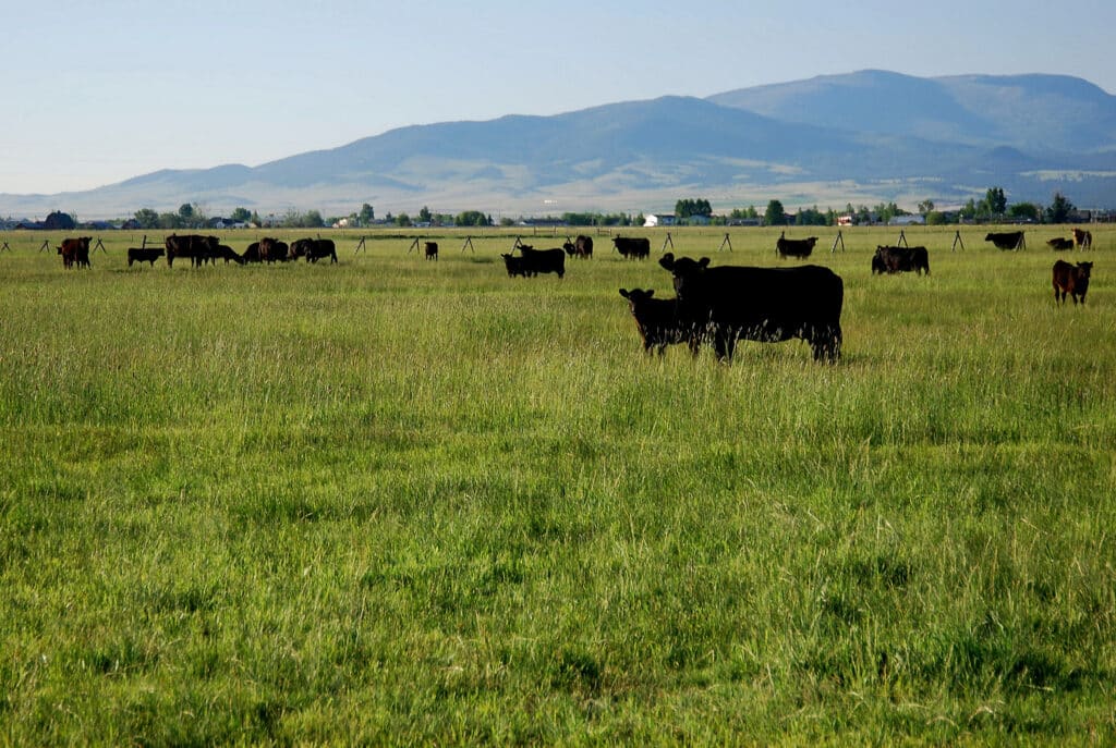 A herd of black cows grazes in a green field on a scenic cattle ranch, with mountains and a blue sky in the background.