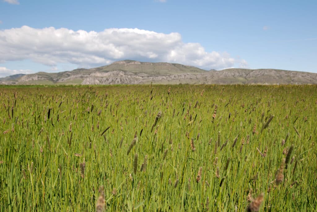 A field of tall green grass fills the foreground, perfect for recreational land, with mountains and a partly cloudy blue sky in the background.