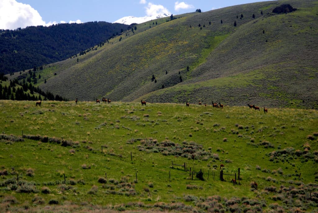 A herd of elk grazes on a grassy, rolling hillside with scattered bushes on hunting property, set against a mountain range under a partly cloudy sky.