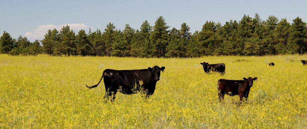 Black cows and calves graze in a field of yellow wildflowers, backed by green pine trees and a blue sky—ideal as ranch for sale or prime recreational land.