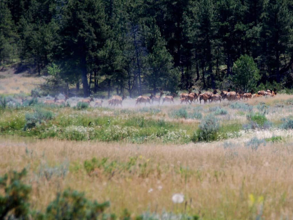 A herd of elk runs through a grassy field, kicking up dust, with a dense forest of tall pine trees in the background—an ideal scene for a cattle ranch or prime land for sale.