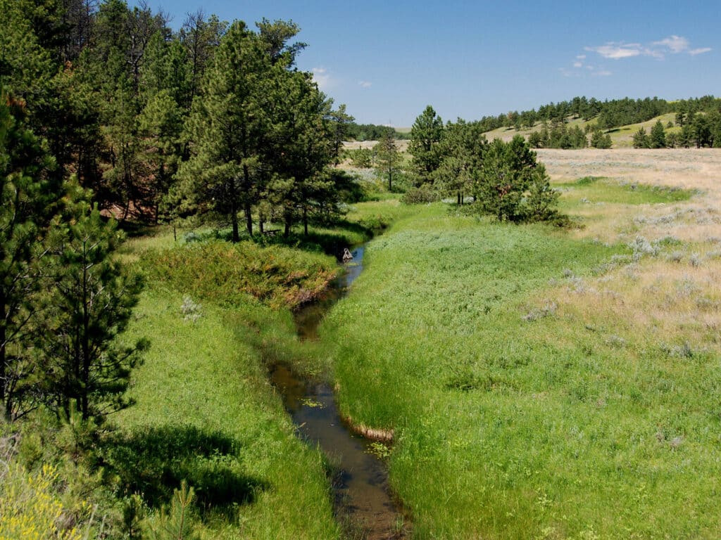 A narrow, clear stream winds through a grassy meadow surrounded by tall green trees under a blue sky. This lush and vibrant landscape evokes a peaceful, natural setting—perfect for those seeking ranch for sale or dreaming of their own cattle ranch.