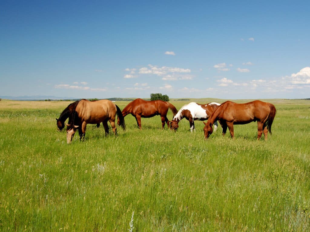 Five horses graze on lush green grass in a wide open meadow under a clear blue sky. Trees and mountains are visible on the horizon, making this scenic spot perfect for recreational land or a dream ranch for sale.