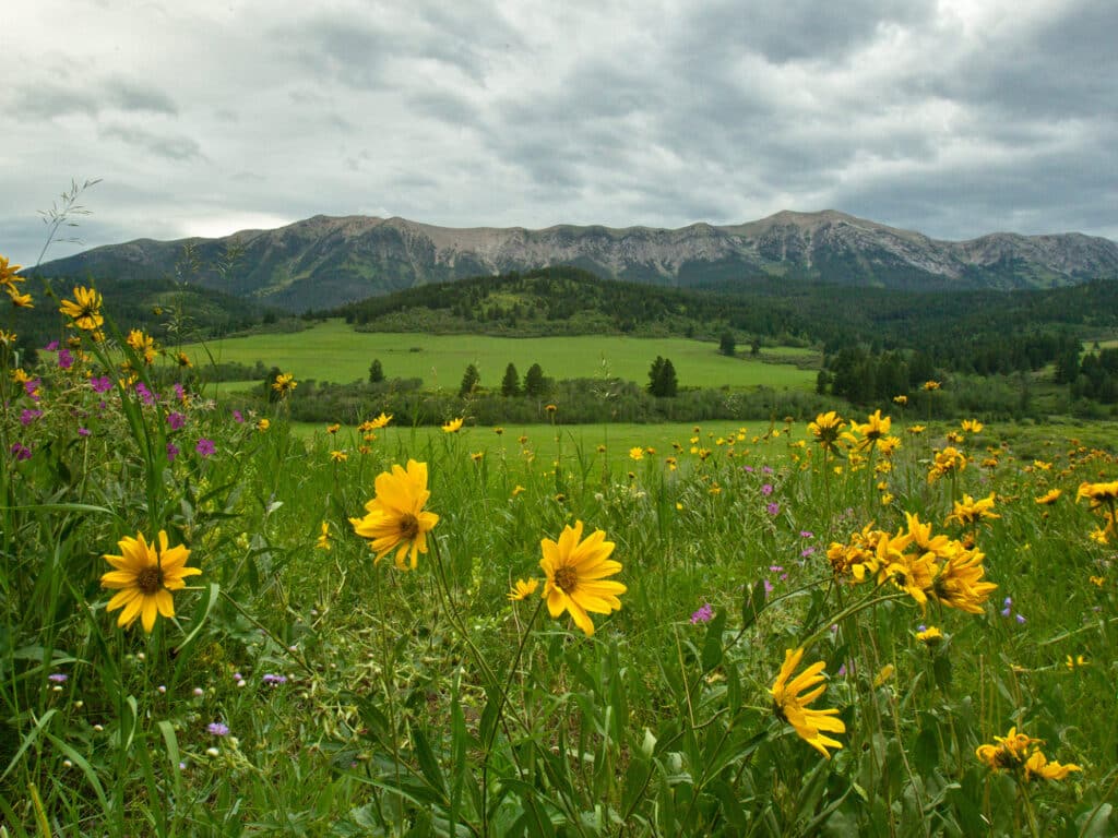 Yellow wildflowers in a green meadow with scattered purple flowers, set against rolling hills and distant mountains under a cloudy sky—ideal land for sale, perfect for a hunting property or cattle ranch.