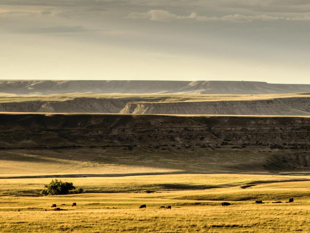 Sunlit grasslands stretch into the distance with scattered cows grazing. This scenic ranch for sale features dramatic plateaus and ridges, with long shadows and soft, golden evening light under a mostly cloudy sky.