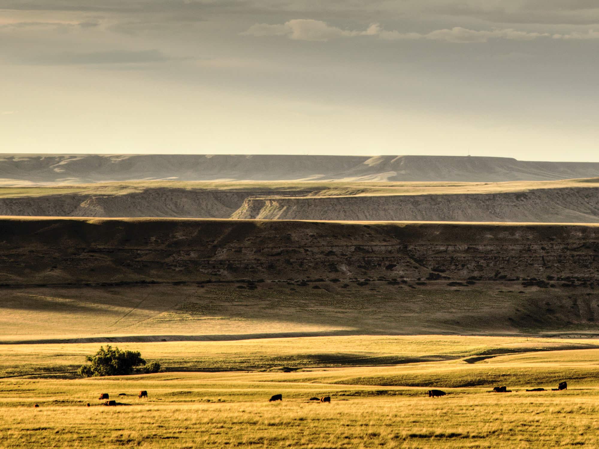 A golden prairie landscape with sunlight and shadow, grazing cattle scattered across grassy fields, and layered mesas rising in the background under a cloudy sky—perfect recreational land or hunting property.