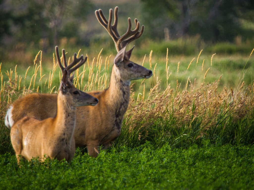Two deer with velvet antlers stand alert in a green field of tall grass and wild plants, making this scenic spot ideal for a hunting property or recreational land, set against a blurred background of trees and foliage.