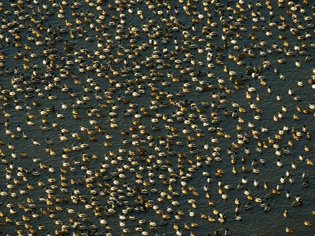 A dense flock of brown and white birds gathers closely together on a dark, wet surface, likely mud or shallow water—an inspiring scene for those seeking recreational land or hunting property. The birds form a striking, textured pattern across the image.