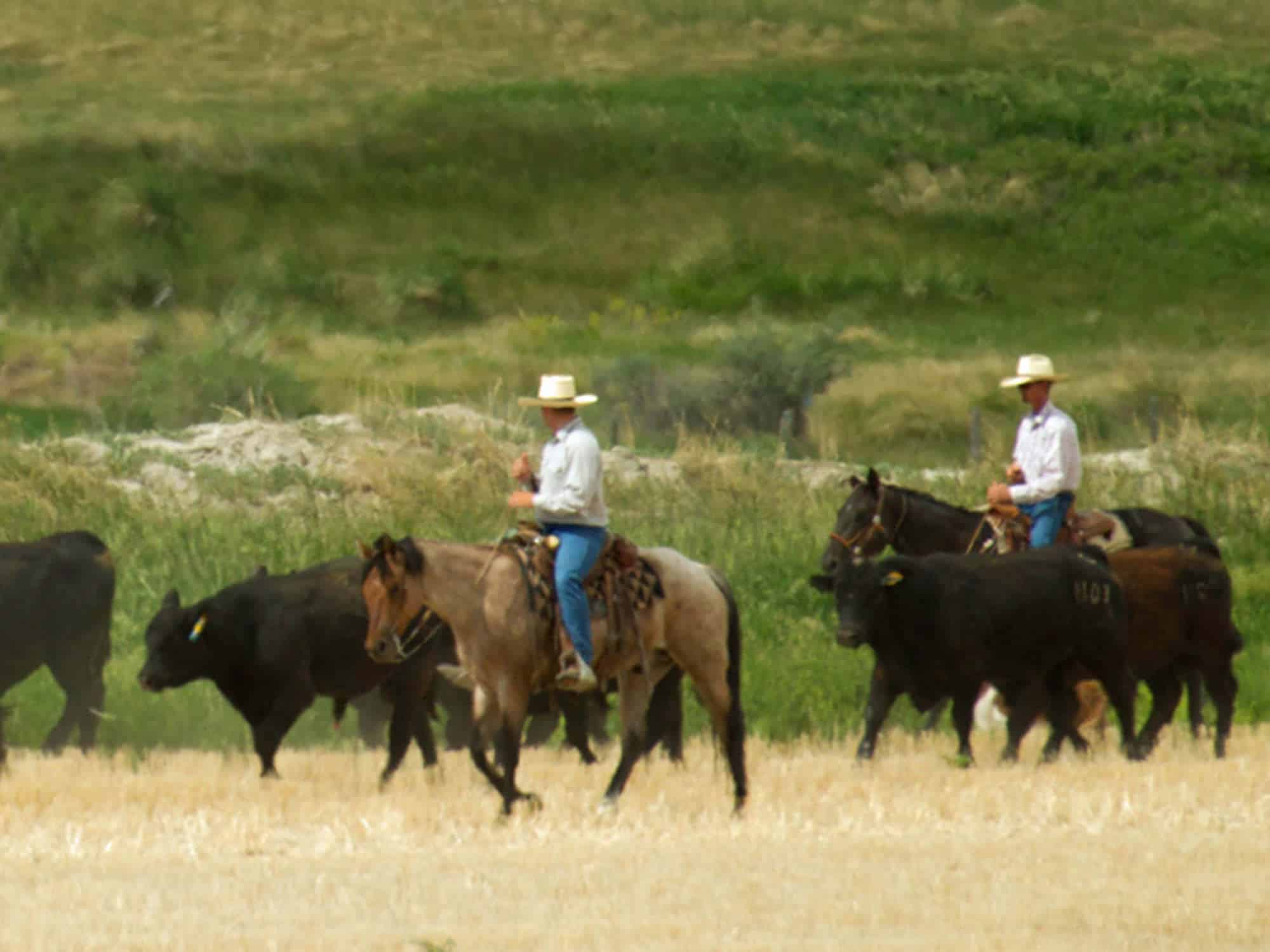 Two cowboys wearing hats ride horses through a grassy field, herding black cattle on a scenic cattle ranch. The background features green hills and tall grasses, perfect for those seeking land for sale.