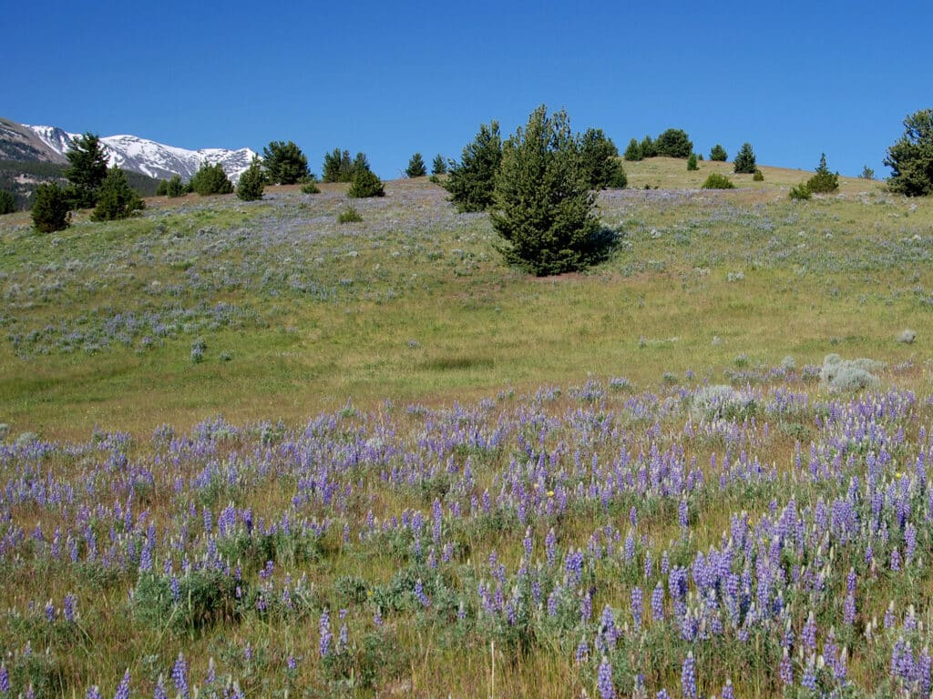 A grassy hillside covered with purple wildflowers and scattered pine trees under a clear blue sky, with snow-capped mountains in the background—perfect recreational land or hunting property for nature lovers.