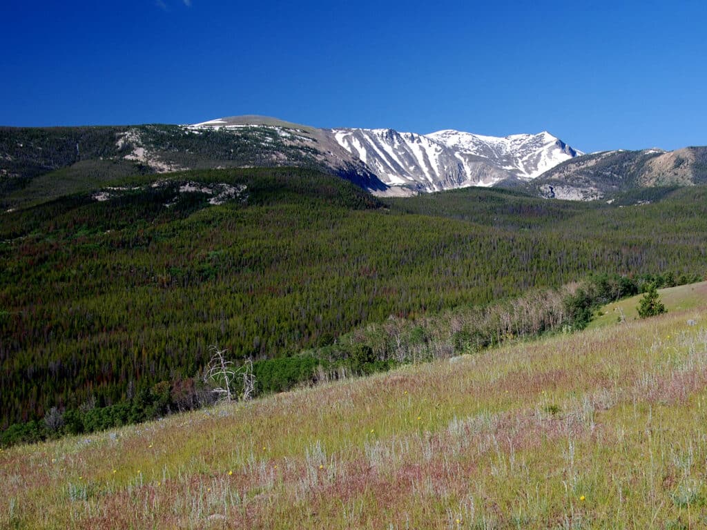 A grassy meadow with wildflowers in the foreground, ideal for recreational land, bordered by dense green forest on rolling hills and snow-capped mountains under a clear blue sky in the background.