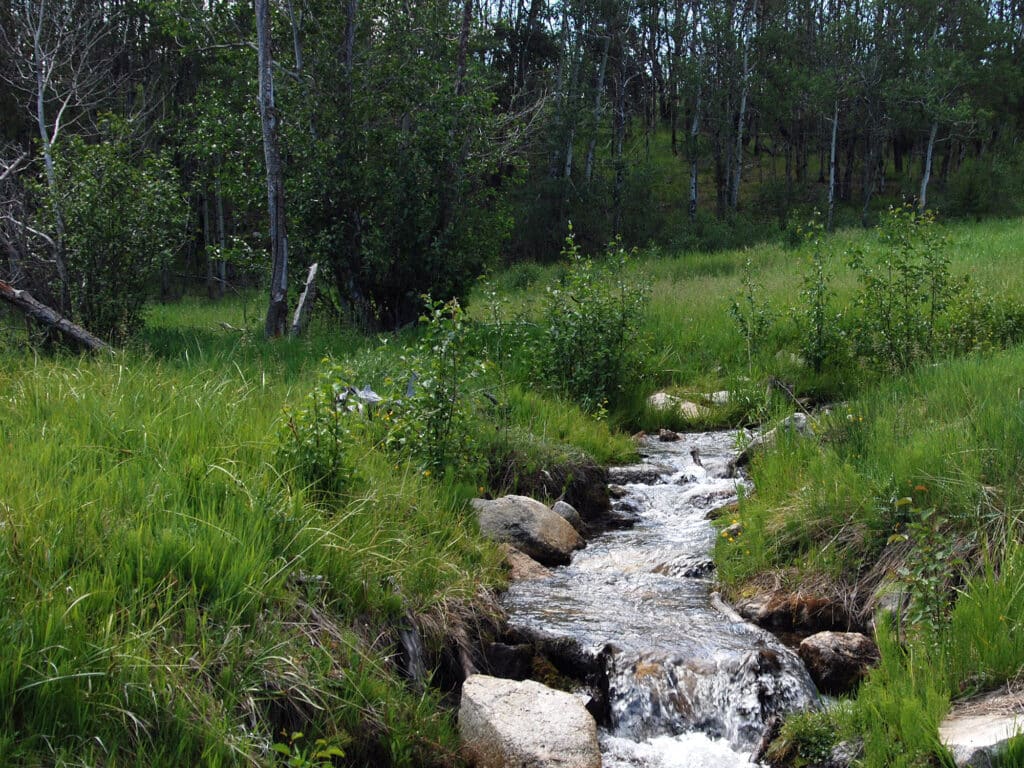 A small, clear stream flows over rocks through lush green grass on this hunting property, bordered by shrubs and trees with a dense forest in the background under natural daylight.