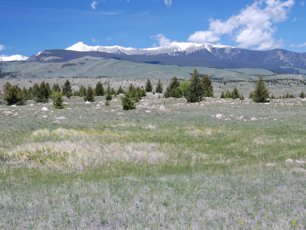 A grassy plain with scattered small trees and rocks under a blue sky, snow-capped mountains in the distance—perfect recreational land or hunting property.