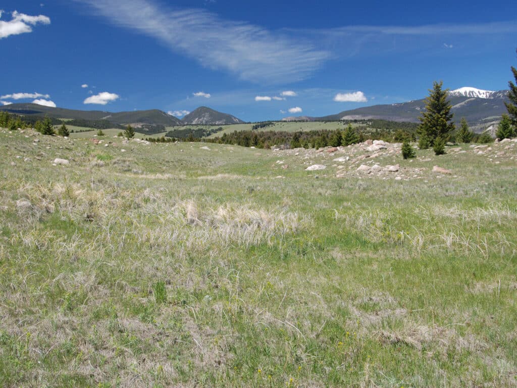 A wide grassy field with patches of dry grass and rocks, scattered trees, and distant mountains under a bright blue sky—perfect recreational land for a cattle ranch or hunting property.