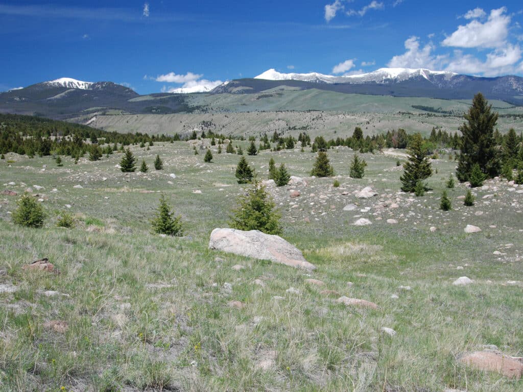 Grassy field dotted with small pine trees and rocks, ideal for recreational land, with snow-capped mountains and a blue sky with some clouds in the background.