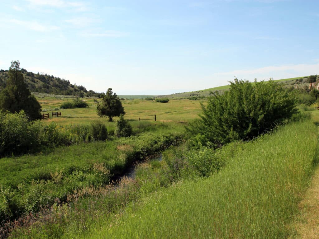 A sunny landscape with green grassy fields, bushes, scattered trees, a small stream in the foreground, and rolling hills under a blue sky—ideal recreational land or cattle ranch opportunity.