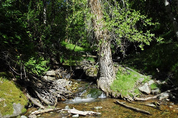 A small stream flows through a forest with lush green foliage, rocks, and a large tree at the water’s edge. Sunlight filters through the leaves, creating patches of light and shadow—ideal scenery for recreational land or a potential ranch for sale.