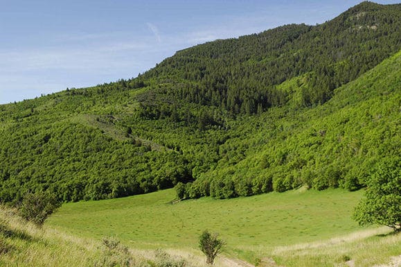 A grassy meadow surrounded by lush green hills covered with dense trees and shrubs under a clear blue sky—ideal land for sale or your dream hunting property.