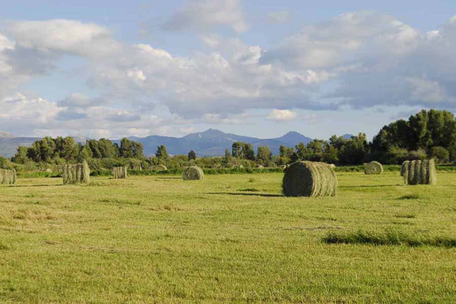 A green field with large round hay bales scattered across it, perfect for a cattle ranch or land for sale, with trees in the background and distant mountains beneath a partly cloudy sky.
