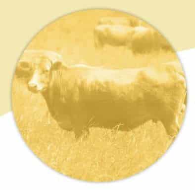cattle_market_snapshot_january_2014_pic