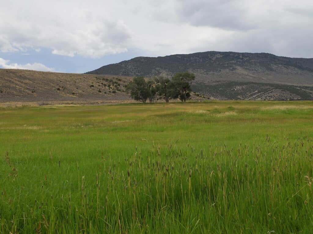 A lush green meadow with tall grass under a cloudy sky, perfect as recreational land, featuring a small cluster of trees in the middle distance and rocky hills and mountains in the background.