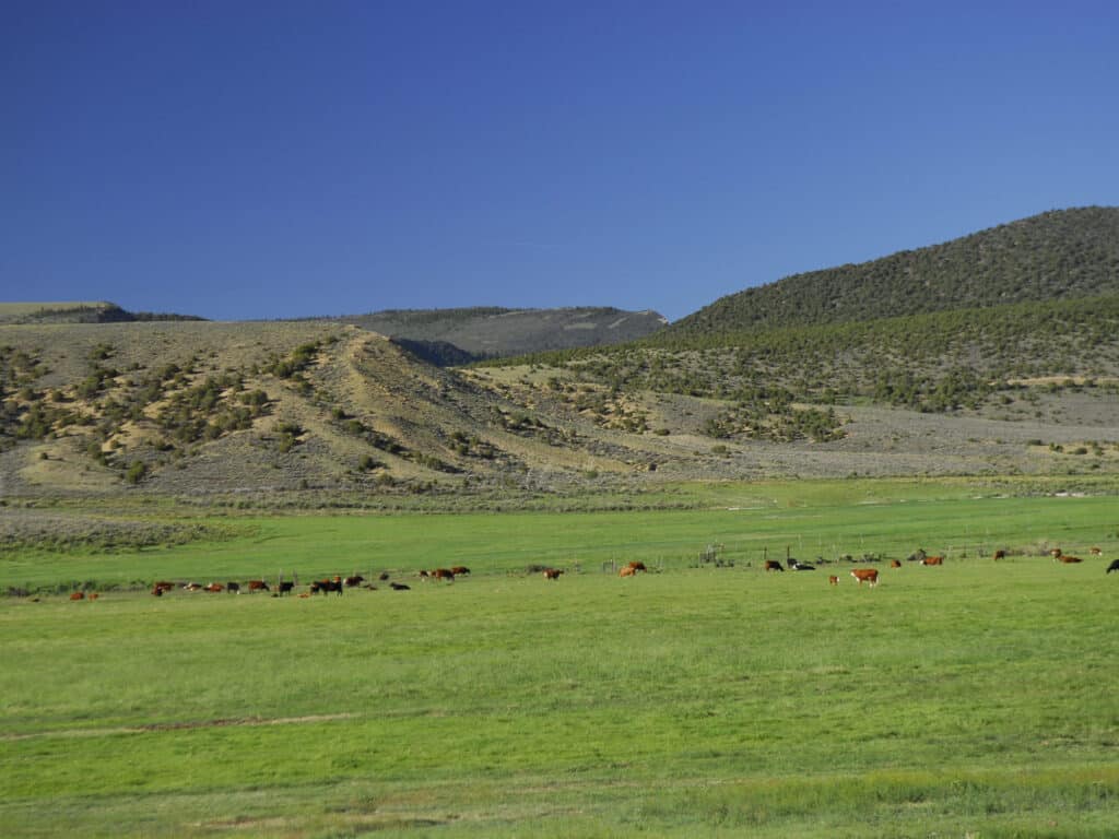 A herd of cattle grazes on a green field with rolling hills and mountains in the background, showcasing ideal recreational land and the beauty of a working cattle ranch under a clear blue sky.