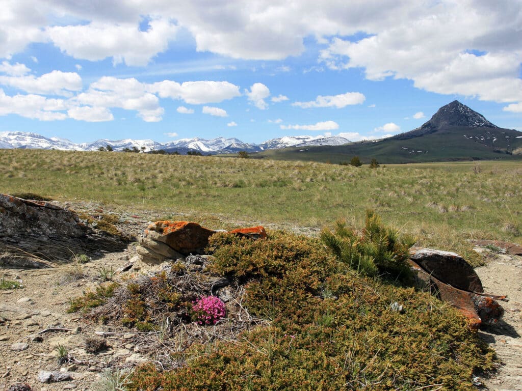 A grassy plain with scattered rocks and small shrubs in the foreground, snow-capped mountains in the distance, and a pointed peak beneath a blue sky—ideal land for sale, perfect for a future cattle ranch.
