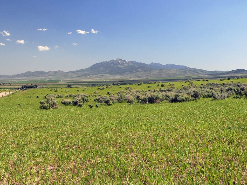 Wide open grassy field with scattered shrubs under a clear blue sky, distant mountains with patches of snow rising in the background—perfect recreational land or hunting property.