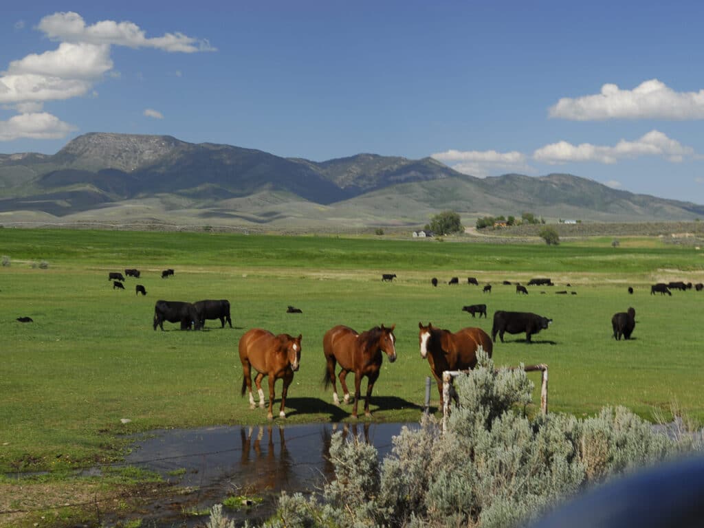 Three brown horses stand near a puddle on green pasture of this cattle ranch, while black cows graze in the background. Rolling hills and mountains stretch under a blue sky with scattered clouds.