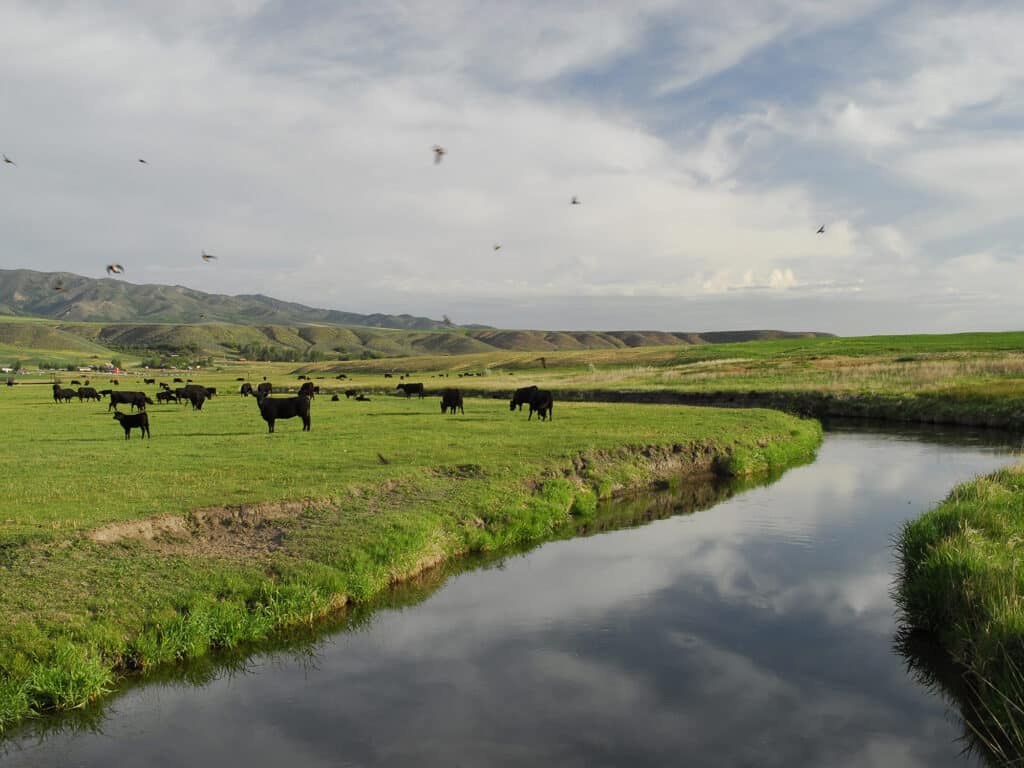 cows graze near river on an idaho ranch