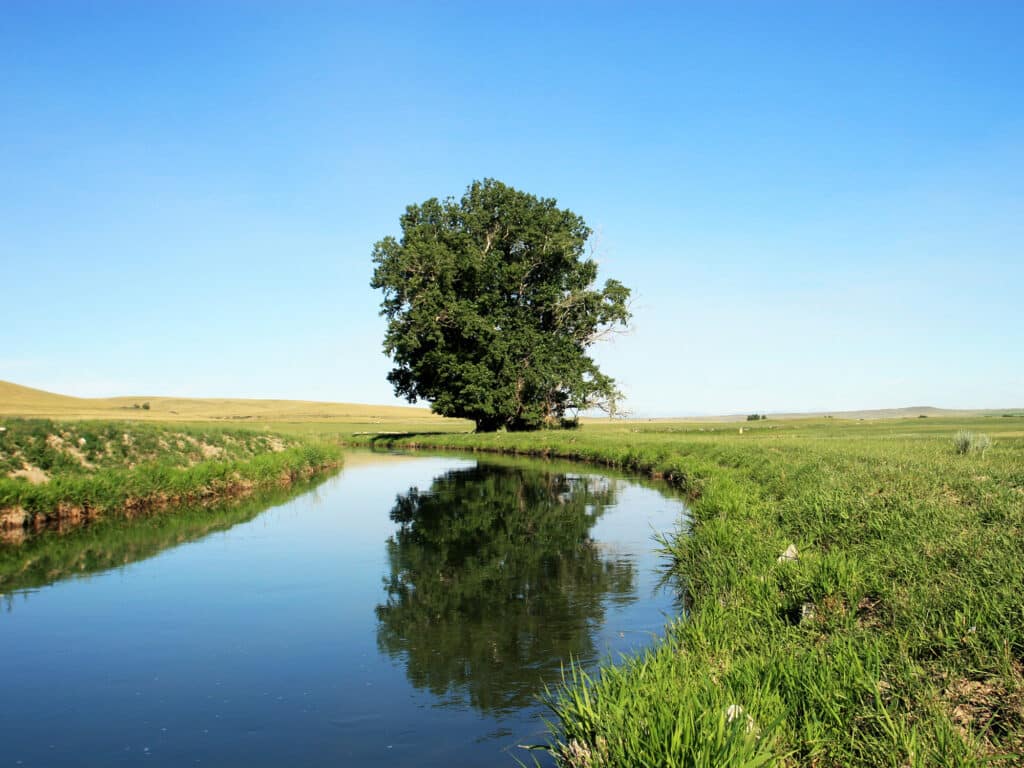A wide tree is reflected in the calm water of a narrow stream, surrounded by green grass and open fields under a clear blue sky—perfect scenery for prime land for sale or hunting property seekers.