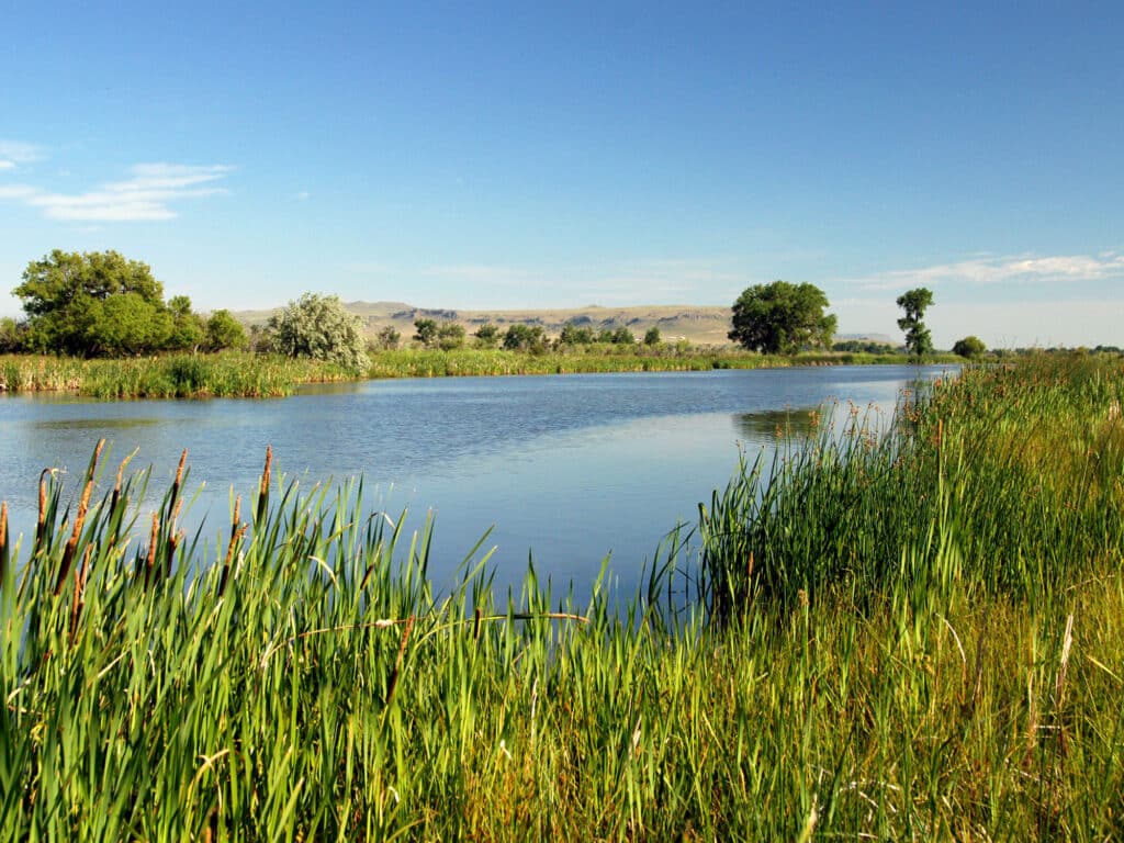 A calm lake bordered by tall green grasses and reeds, with a few trees and shrubs along the shoreline. Distant hills and a clear blue sky create a peaceful setting—perfect recreational land or ideal for those seeking unique land for sale.