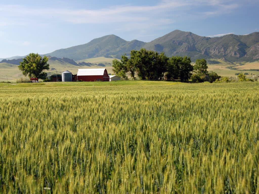 A lush green wheat field stretches toward a red barn and silo surrounded by trees, with tall mountains and a blue sky in the background—perfect recreational land or ranch for sale.