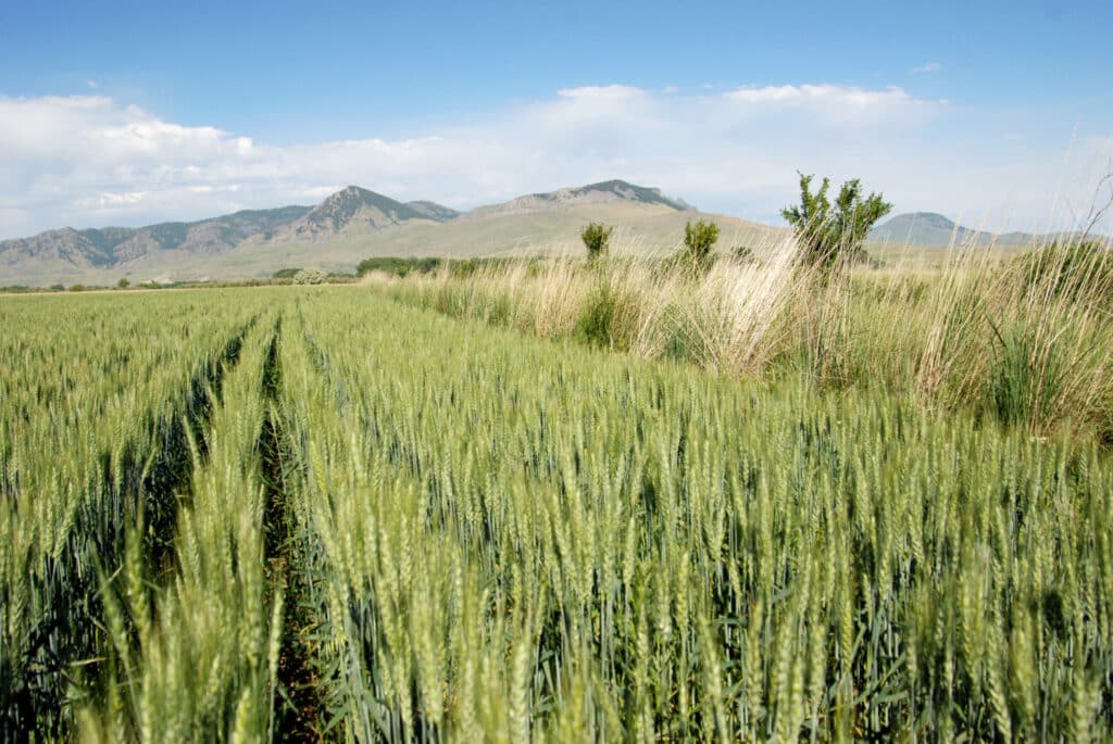 A green wheat field stretches toward distant mountains under a blue sky with scattered clouds—ideal recreational land or hunting property, with tall grass and shrubs lining the field’s edge.