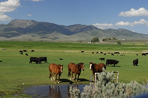 Productive Idaho Ranch only 2 hours from Salt Lake City, Utah