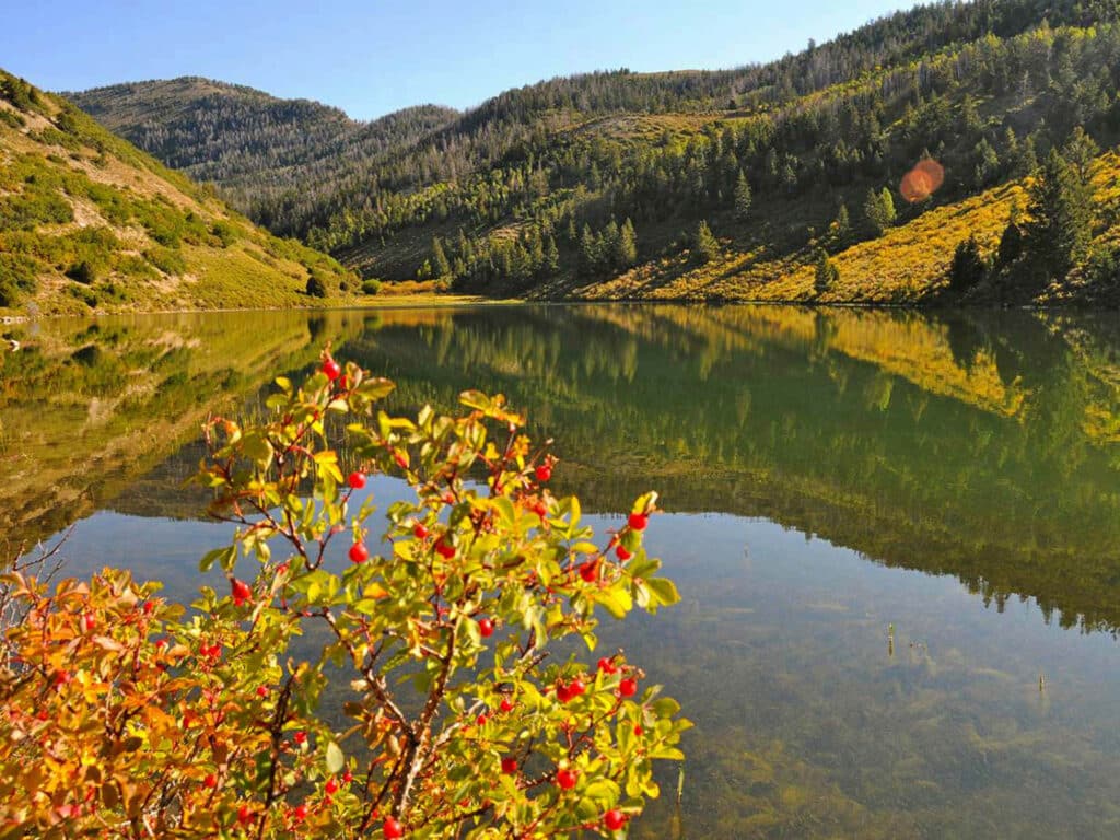 A calm lake reflects green hills and pine trees under a clear sky, with a bush bearing red berries in the foreground—an ideal setting for those seeking peaceful land for sale.