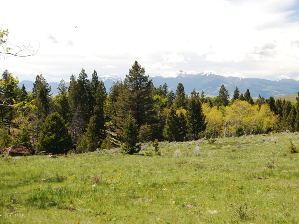 A grassy meadow with scattered wildflowers and dense evergreen trees, ideal recreational land, with snow-capped mountains visible in the distance under a partly cloudy sky.