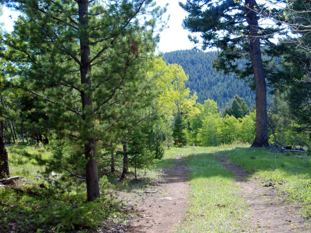 A dirt path winds through a lush, green forest with tall pine trees and bright sunlight, perfect for recreational land seekers. In the background, tree-covered hills rise beneath a clear blue sky.