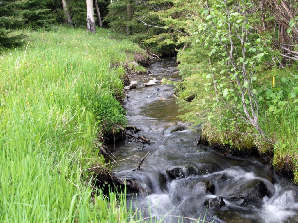 A clear, shallow stream flows over rocks through a lush, green forest. Tall grass and leafy trees line the banks, sunlight filters through the branches—an inviting scene perfect for a serene hunting property or scenic cattle ranch.