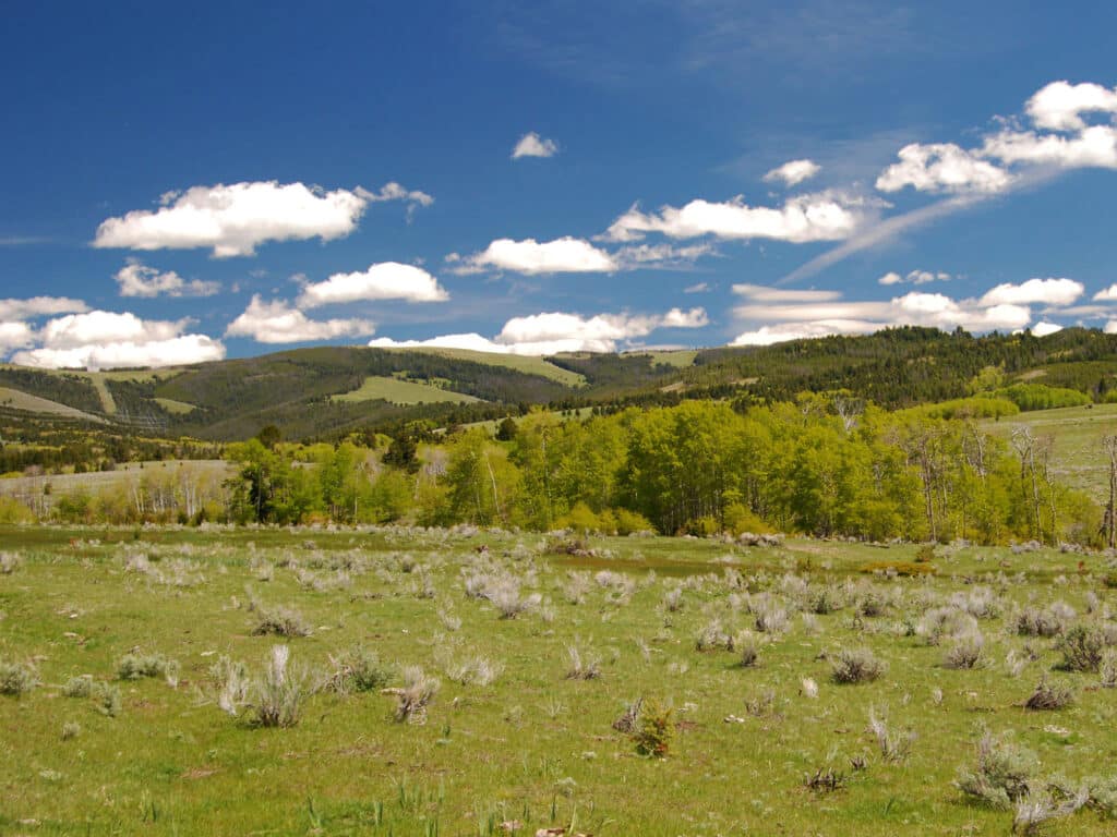 A grassy meadow with scattered shrubs and green trees in the foreground, rolling hills in the background, and a blue sky with fluffy white clouds above—perfect recreational land or hunting property.