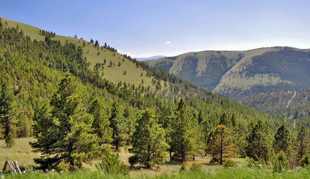 View of a green mountain slope covered with scattered pine trees under a clear blue sky, perfect for recreational land, with more forested hills and valleys visible in the background.