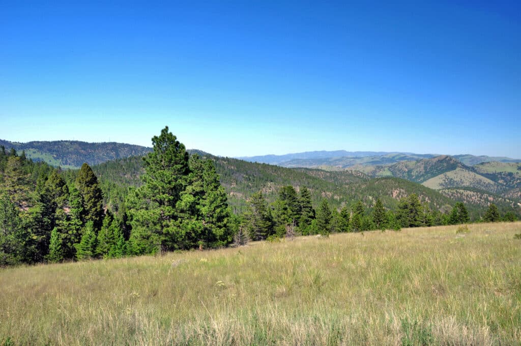 A grassy meadow with scattered pine trees stretches toward rolling, forested hills under a clear blue sky. This lush, expansive recreational land offers stunning views with distant mountains on the horizon.