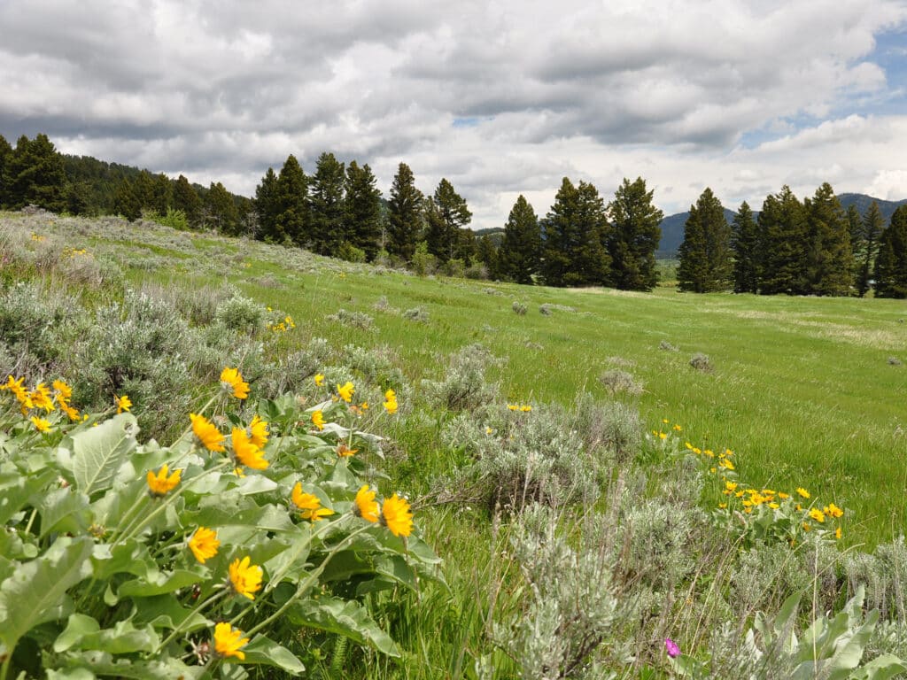 A grassy meadow with clusters of yellow wildflowers in the foreground, scattered shrubs, and a line of evergreen trees under a cloudy sky—ideal land for sale, perfect for creating your dream cattle ranch.